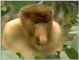 proboscis monkey and copyright tangle