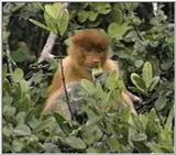 proboscis monkey female