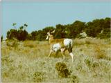 Prong Horn 2 of 3