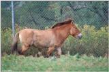 Przewalski's Horse (Takhi)