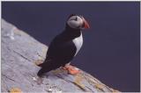 Puffin