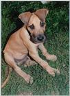 Great Dane pup.