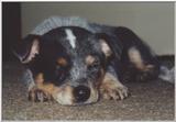 Australian blue heeler or cattle dog