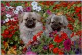 Puppies