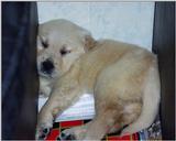 Puppy Sleeping