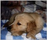 Puppy Dog 01