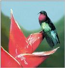 Hummingbird - Purple-throated Carib Hummingbird 01