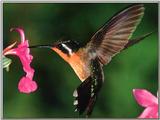 Purple-throated Mountain Gem Hummingbird Female 02