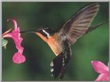 Hummingbird  9 of 12 - Purple-throated Mountain Gem Hummingbird Female 02