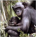 Madonna and Child - apemoth.jpg - bonobo (Pan paniscus)