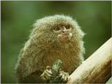 Pygmy primate 2 - pygmy marmoset (Cebuella pygmaea)