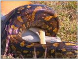 Vidcaps: Please heed WARNING! File 10 of 21 - Python03p.jpg 75kb (1/1)