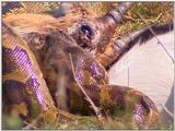 Vidcaps: Please heed WARNING! File 11 of 21 - Python04p.jpg 65kb (1/1)