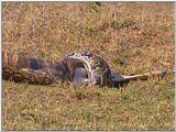 Vidcaps: Please heed WARNING! File 12 of 21 - Python05p.jpg 93kb (1/1)
