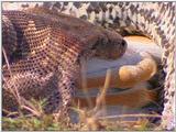 Vidcaps: Please heed WARNING! File 13 of 21 - Python06p.jpg 61kb (1/1)