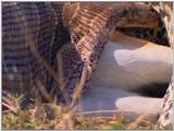 Vidcaps: Please heed WARNING! File 14 of 21 - Python07p.jpg 53kb (1/1)