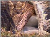 Vidcaps: Please heed WARNING! File 15 of 21 - Python08p.jpg 63kb (1/1)