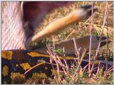 Vidcaps: Please heed WARNING! File 16 of 21 - Python09p.jpg 67kb (1/1)