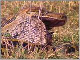 Vidcaps: Please heed WARNING! File 17 of 21 - Python10p.jpg 78kb (1/1)