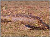Vidcaps: Please heed WARNING! File 19 of 21 - Python12p.jpg 85kb (1/1)