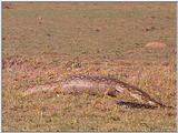 Vidcaps: Please heed WARNING! File 20 of 21 - Python13p.jpg 75kb (1/1)