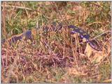 Vidcaps: Please heed WARNING! File 21 of 21 - Python14p.jpg 82kb (1/1)