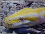 Albino Burmese Python