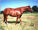 TWO YEAR OLD QUARTER HORSE FILLY