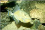 Queen trigger Fish