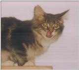 Blue (Rhythm Nblues) (cat)