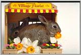 Funny Bunny 1