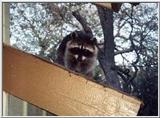 Re: Animals - racoons.jpg(1/1) 67456 bytes