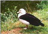 Radjah Shelduck