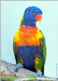 Lorikeet too - Lorikeet002.jpg