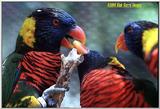 Some more Rainbow lorikeets File 7 of 7 - rainbow2.jpg (1/1)