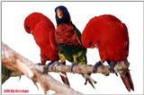 Some more Rainbow lorikeets File 3 of 7 - Rainbow6.jpg (1/1)