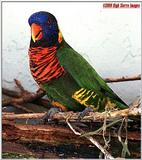 Some more Rainbow lorikeets File 4 of 7 - Rainbow7.jpg (1/1)