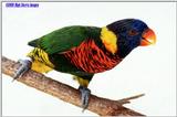 Some more Rainbow lorikeets File 5 of 7 - Rainbow8.jpg (1/1)