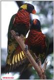 Some more Rainbow lorikeets File 6 of 7 - Rainbow9.jpg (1/1)