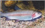 Rainbow Trout (Salmo gairdneri)