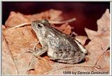 Mt Yellow legged frog