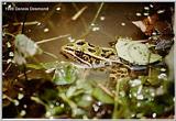 Southern Leopard Frog -Virginia