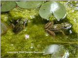 Southern Leopard Frog