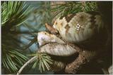 Re: Back from my USA trip - Arizona-Sonora Desert Museum - Rattlessssnake wallpaper for you