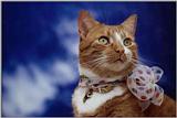 Red-Cat