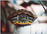 My red-eared slider hiding in his shell