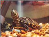 My Red-eared slider turtle under water