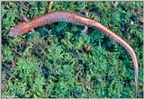 red-backed salamander (Plethodon cinereus) #2