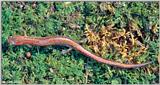red-backed salamander (Plethodon cinereus) #3
