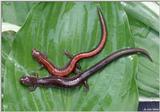 Two color phases of the Red-Backed Salamander (Plethodon cinereus)